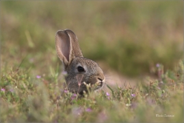 <p>KRÁLÍK DIVOKÝ (Oryctolagus cuniculus) - Mladá Boleslav ---- /European rabbit - Wildkaninchen/</p>